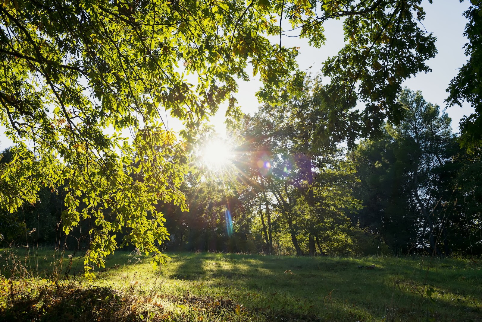 Top 5 Benefits of Morning Sunlight Exposure